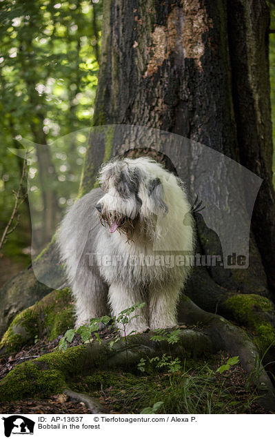 Bobtail im Wald / Bobtail in the forest / AP-13637