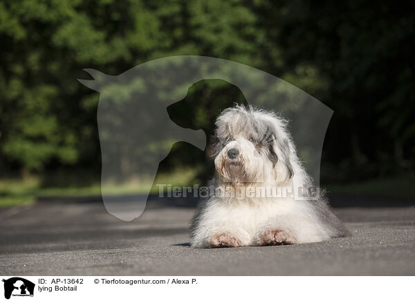 liegender Bobtail / lying Bobtail / AP-13642