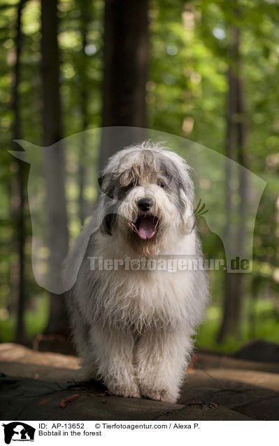 Bobtail im Wald / Bobtail in the forest / AP-13652