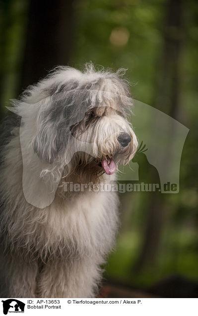 Bobtail Portrait / Bobtail Portrait / AP-13653