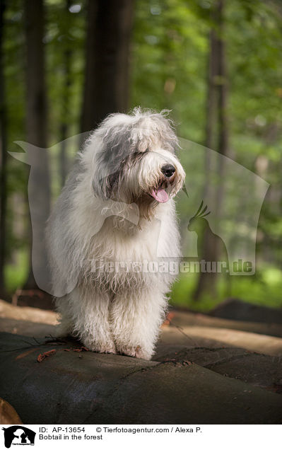 Bobtail im Wald / Bobtail in the forest / AP-13654