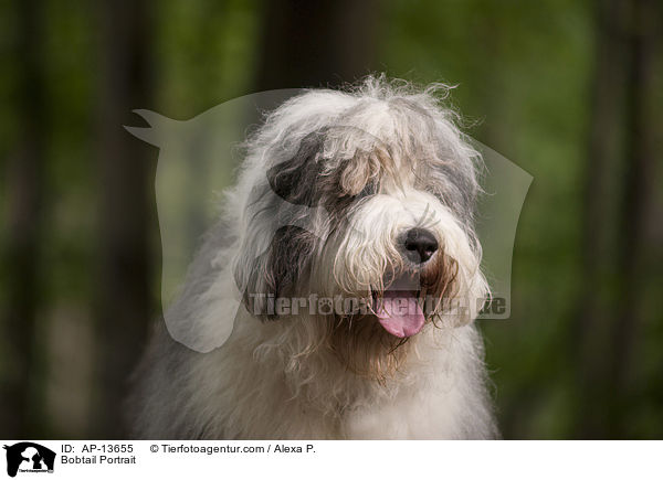 Bobtail Portrait / Bobtail Portrait / AP-13655