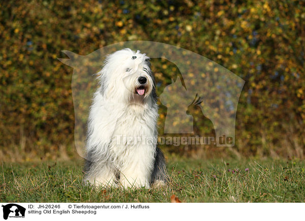 sitzender Bobail / sitting Old English Sheepdog / JH-26246