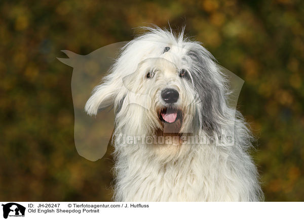 Bobtail portrait / Old English Sheepdog Portrait / JH-26247