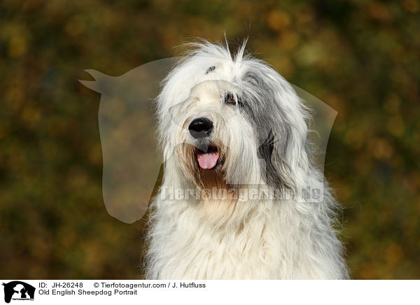 Bobtail portrait / Old English Sheepdog Portrait / JH-26248