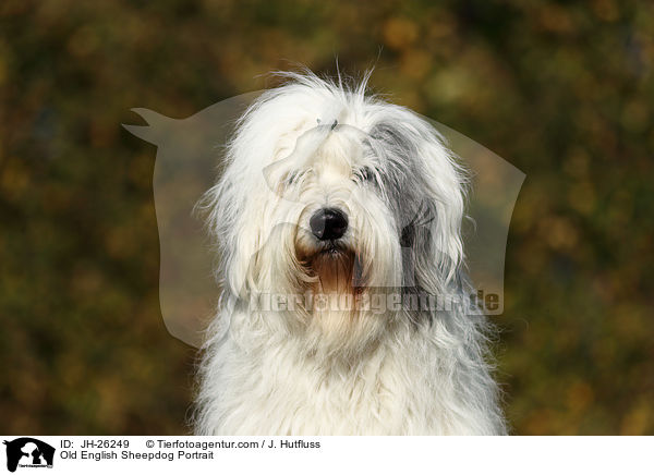 Bobtail portrait / Old English Sheepdog Portrait / JH-26249