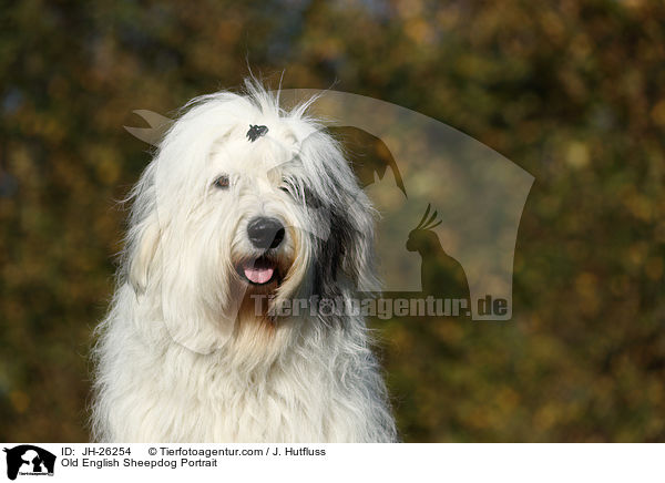 Bobtail portrait / Old English Sheepdog Portrait / JH-26254