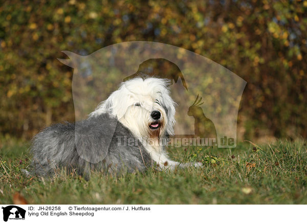 liegender Bobtail / lying Old English Sheepdog / JH-26258