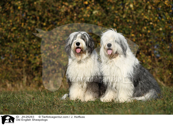 Bobtails / Old English Sheepdogs / JH-26263