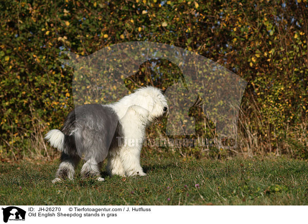 Bobtail steht im Gras / Old English Sheepdog stands in gras / JH-26270