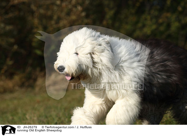 rennender Bobtail / running Old English Sheepdog / JH-26279