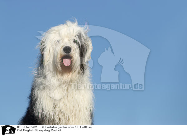 Bobtail portrait / Old English Sheepdog Portrait / JH-26282