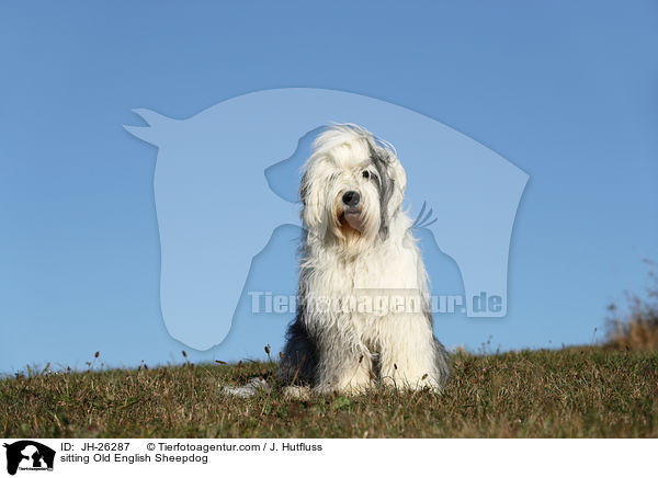 sitzender Bobail / sitting Old English Sheepdog / JH-26287