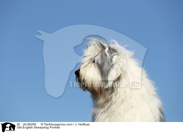 Bobtail portrait / Old English Sheepdog Portrait / JH-26290