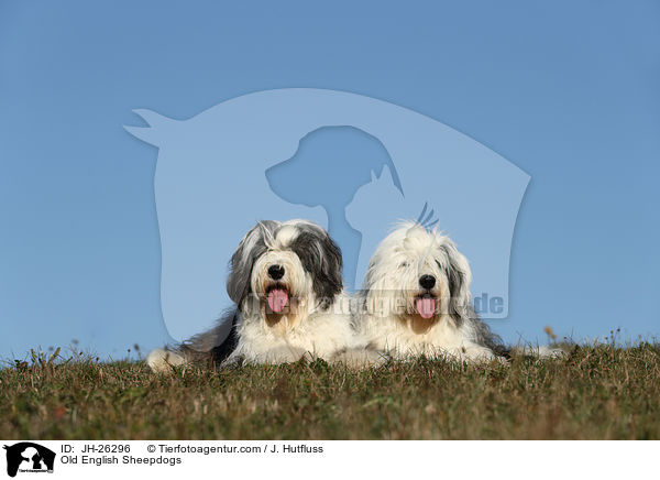 Bobtails / Old English Sheepdogs / JH-26296