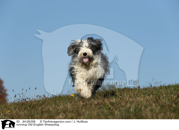 rennender Bobtail / running Old English Sheepdog / JH-26298