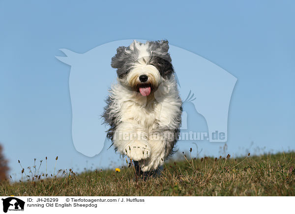 rennender Bobtail / running Old English Sheepdog / JH-26299