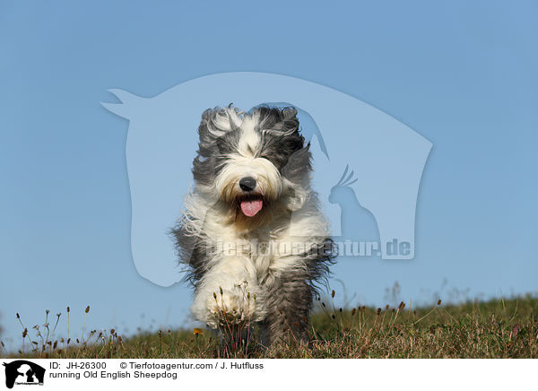 rennender Bobtail / running Old English Sheepdog / JH-26300