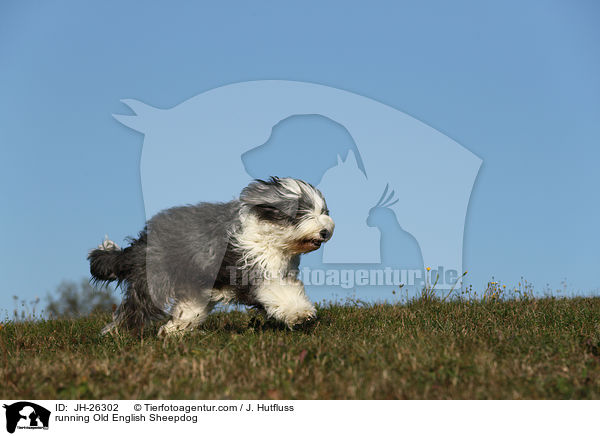 rennender Bobtail / running Old English Sheepdog / JH-26302
