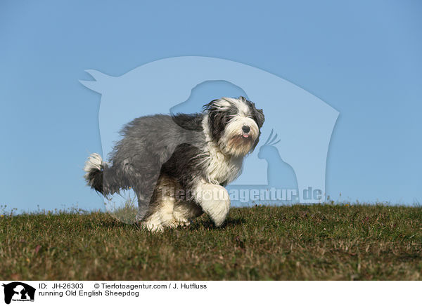 rennender Bobtail / running Old English Sheepdog / JH-26303