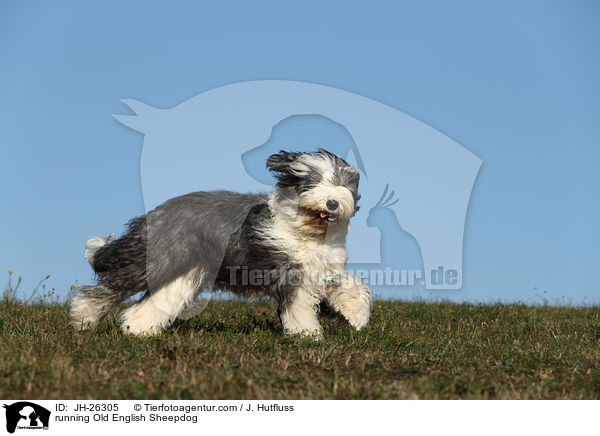 rennender Bobtail / running Old English Sheepdog / JH-26305