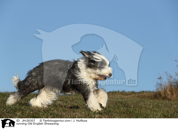 rennender Bobtail / running Old English Sheepdog / JH-26307