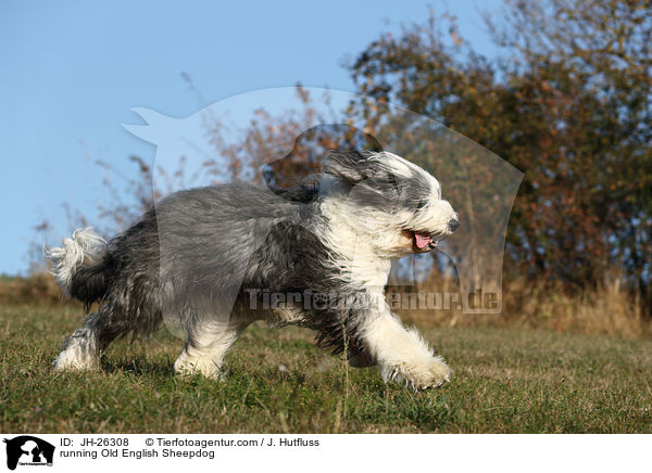 rennender Bobtail / running Old English Sheepdog / JH-26308