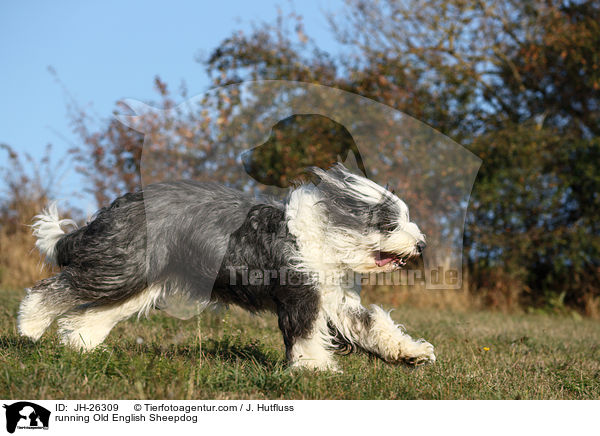 rennender Bobtail / running Old English Sheepdog / JH-26309