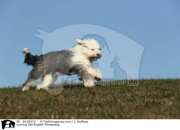 rennender Bobtail / running Old English Sheepdog / JH-26312