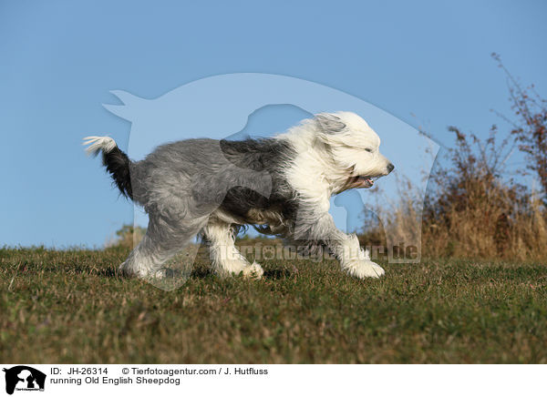 rennender Bobtail / running Old English Sheepdog / JH-26314