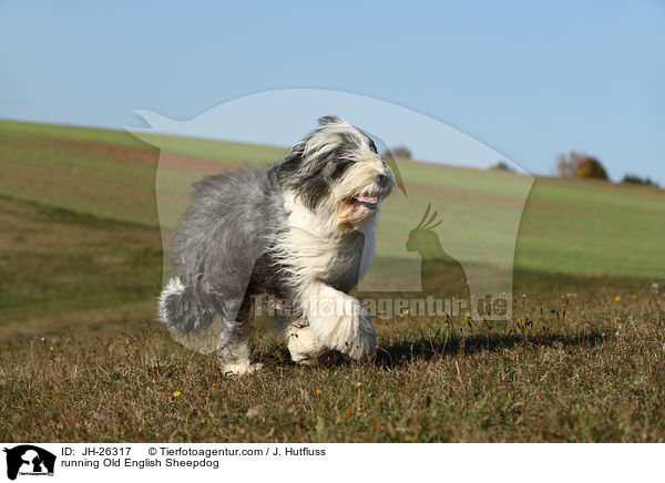 rennender Bobtail / running Old English Sheepdog / JH-26317