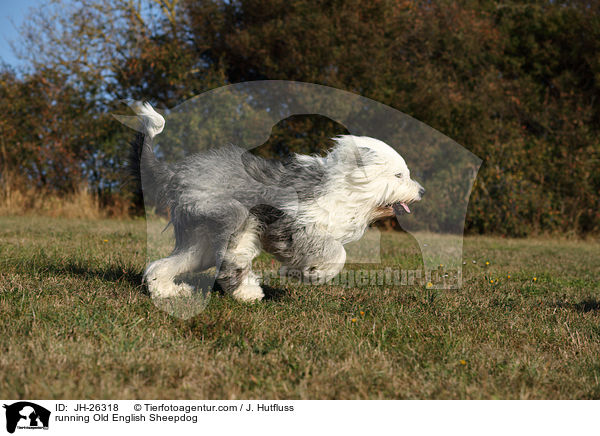 rennender Bobtail / running Old English Sheepdog / JH-26318