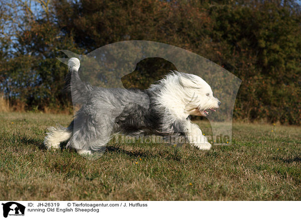 rennender Bobtail / running Old English Sheepdog / JH-26319