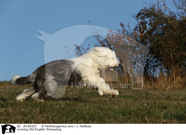 rennender Bobtail / running Old English Sheepdog / JH-26327