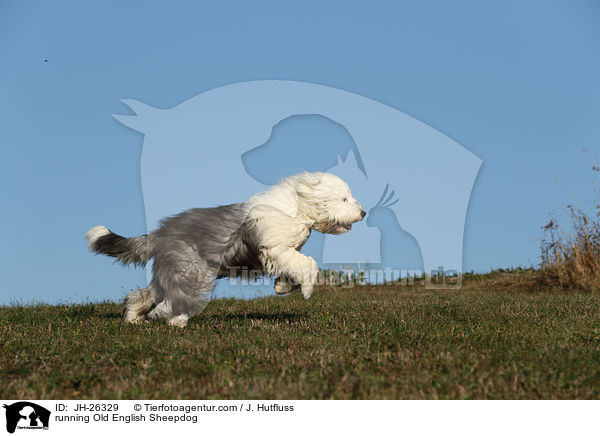 rennender Bobtail / running Old English Sheepdog / JH-26329