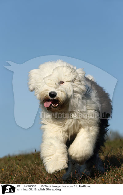 rennender Bobtail / running Old English Sheepdog / JH-26331