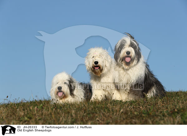 Bobtails / Old English Sheepdogs / JH-26333