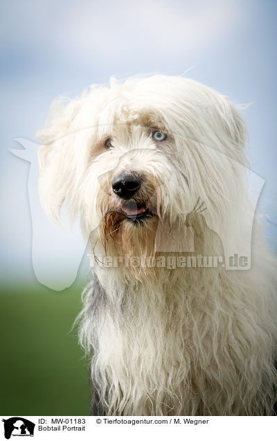 Bobtail Portrait / Bobtail Portrait / MW-01183