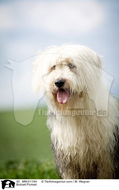 Bobtail Portrait / Bobtail Portrait / MW-01184