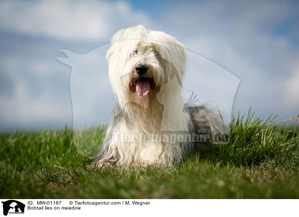 Bobtail liegt auf Wiese / Bobtail lies on meadow / MW-01187