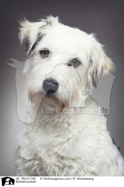 Bobtail Portrait / Bobtail portrait / RG-01166