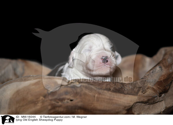 liegender Bobtail Welpe / lying Old English Sheepdog Puppy / MW-16044