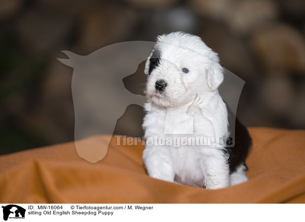 sitzender Bobtail Welpe / sitting Old English Sheepdog Puppy / MW-16064