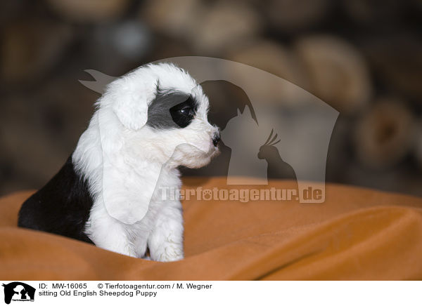 sitzender Bobtail Welpe / sitting Old English Sheepdog Puppy / MW-16065