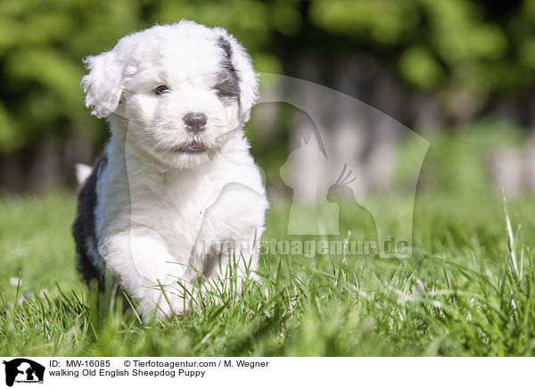 laufender Bobtail Welpe / walking Old English Sheepdog Puppy / MW-16085