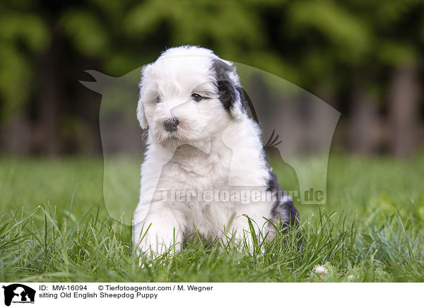 sitzender Bobtail Welpe / sitting Old English Sheepdog Puppy / MW-16094