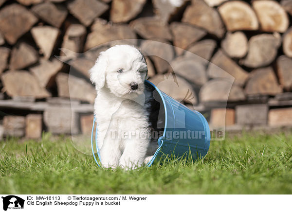 Bobtail Welpe in einem Eimer / Old English Sheepdog Puppy in a bucket / MW-16113