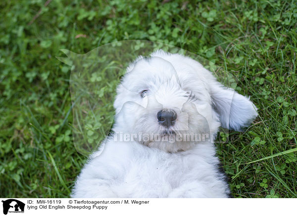 liegender Bobtail Welpe / lying Old English Sheepdog Puppy / MW-16119
