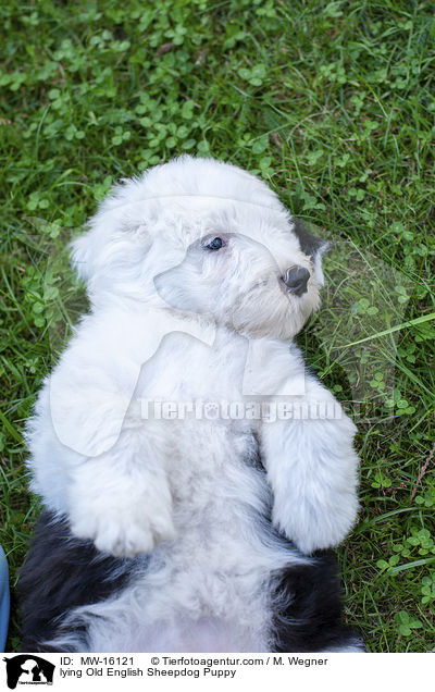 liegender Bobtail Welpe / lying Old English Sheepdog Puppy / MW-16121