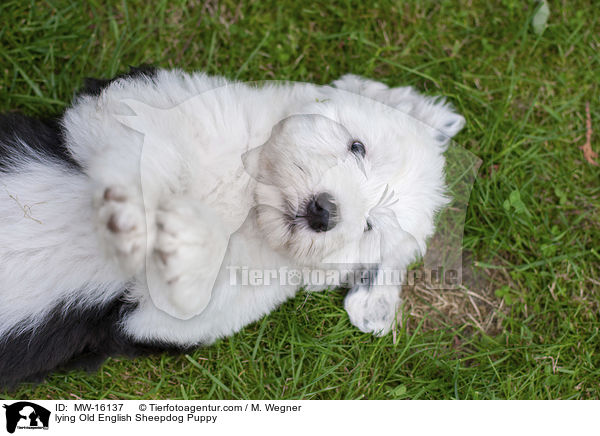 liegender Bobtail Welpe / lying Old English Sheepdog Puppy / MW-16137